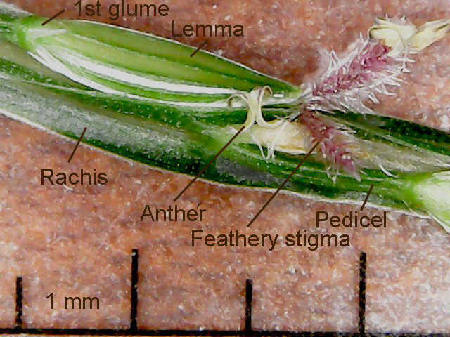 Spikelet magnified